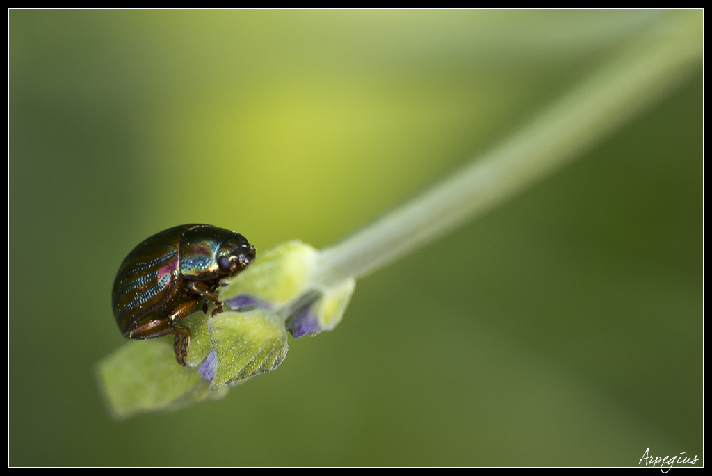 Sortie Anniversaire Toulon - Photos des 5èmes Rencontres Macro du Sud (2015) - Page 12 Macro_2015-18