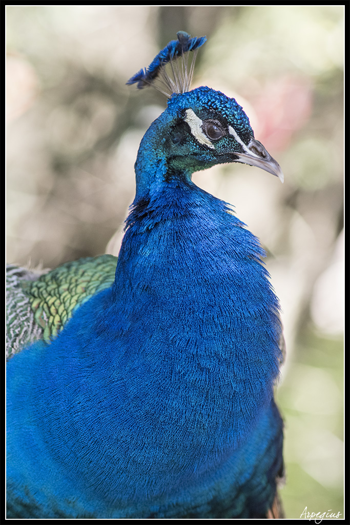 Macro Sud 2019 9ème Ed. - 1er Juin Paon_01