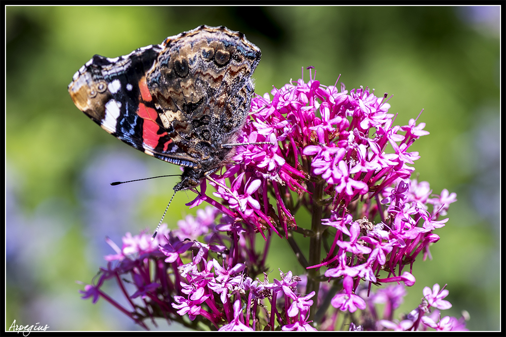 Macro Sud 2019 9ème Ed. - 1er Juin - Page 5 Papillon_02